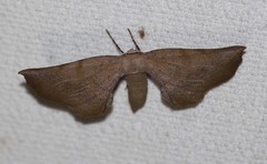 Parepisparis multicolora