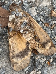 Noctua pronuba