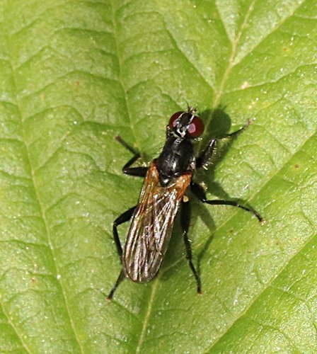 Cordilura picipes