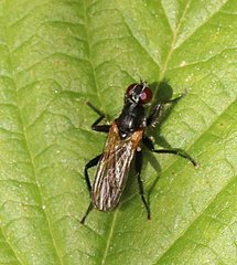 Cordilura picipes