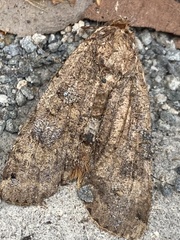 Noctua pronuba