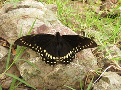 Papilio menatius victorinus