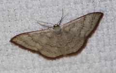 Idaea coercita