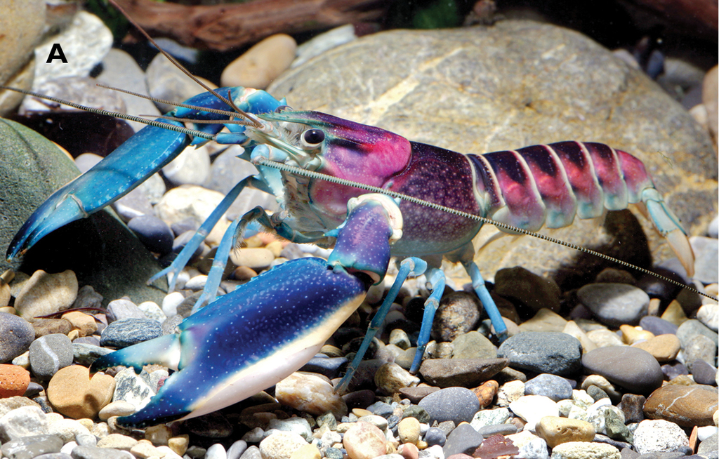 Lightning Crayfish