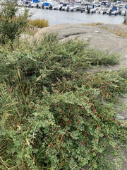 Cotoneaster divaricatus