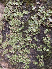 Lunularia cruciata