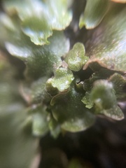 Lunularia cruciata