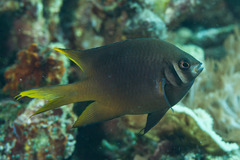 Neoglyphidodon nigroris