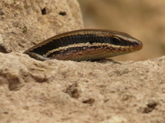 Marisora brachypoda