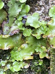 Lunularia cruciata