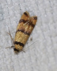 Saphezona pholidoxantha