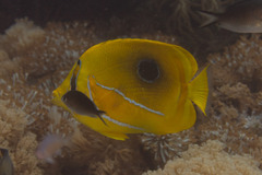 Chaetodon bennetti