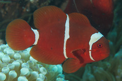 Amphiprion biaculeatus