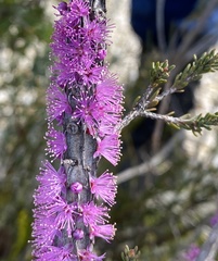 Melaleuca suberosa