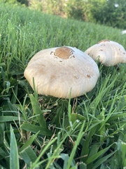 Chlorophyllum molybdites image
