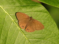 Cissia
