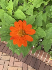 Tithonia rotundifolia
