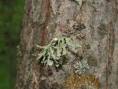 Ramalina sinensis