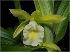 Phaius takeoi
