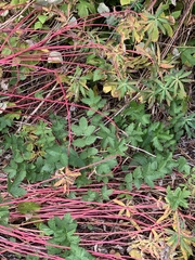Euphorbia palustris