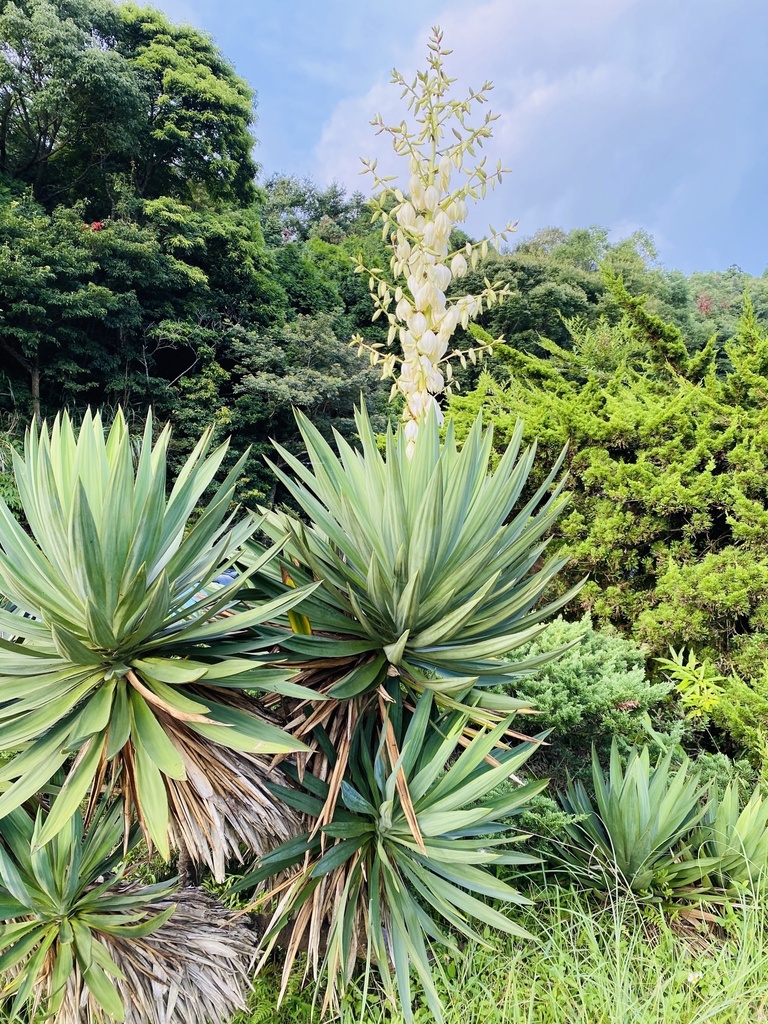 moundlily yucca from 復興區, TW on September 5, 2020 at 09:19 AM by wowwow ...