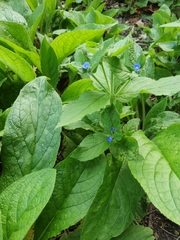 Pentaglottis sempervirens