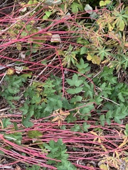 Euphorbia palustris