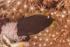 Cantherhines pardalis