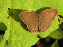 Cissia