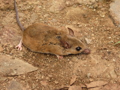 Peromyscus mexicanus
