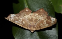 Polyacme dissimilis