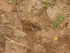 Peromyscus mexicanus