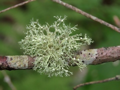 Ramalina vogulica