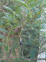 Sophoreae