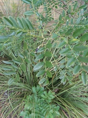 Sophoreae