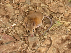 Peromyscus mexicanus