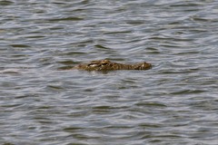 Crocodylus niloticus africanus