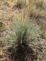 Corynephorus canescens