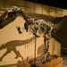 Dilophosaurus wetherilli - Photo (c) Chris Blakeley, osa oikeuksista pidätetään (CC BY-NC-ND)