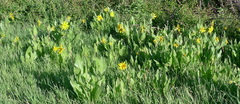 Wyethia