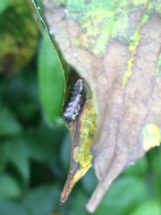 Meligramma triangulifera