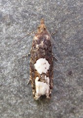 Epinotia trigonella