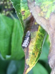 Meligramma triangulifera