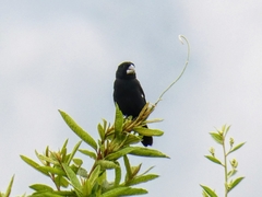 Sporophila crassirostris