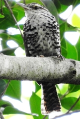 Thryophilus pleurostictus