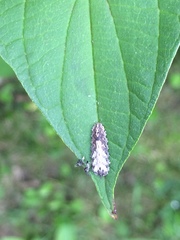 Meligramma triangulifera