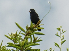 Sporophila crassirostris