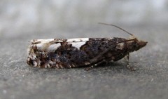 Epinotia trigonella