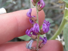 Astragalus bernardinus
