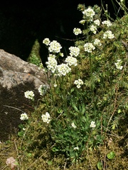 Draba arabisans